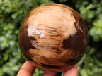 Polished Petrified Wood Sphere's x 3 From Gokwe, Zimbabwe - Toprock Gemstones and Minerals 