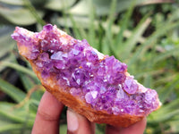 Natural Amethystos Amethyst Plates x 11 From Kwaggafontein, South Africa - Toprock Gemstones and Minerals 