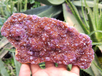 Natural Amethystos Amethyst Plates x 11 From Kwaggafontein, South Africa - Toprock Gemstones and Minerals 