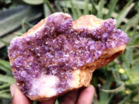 Natural Amethystos Amethyst Plates x 11 From Kwaggafontein, South Africa - Toprock Gemstones and Minerals 