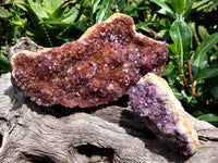 Natural Amethystos Amethyst Plates x 11 From Kwaggafontein, South Africa - Toprock Gemstones and Minerals 