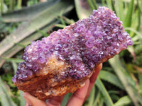 Natural Amethystos Amethyst Plates x 11 From Kwaggafontein, South Africa - Toprock Gemstones and Minerals 