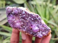 Natural Amethystos Amethyst Plates x 11 From Kwaggafontein, South Africa - Toprock Gemstones and Minerals 