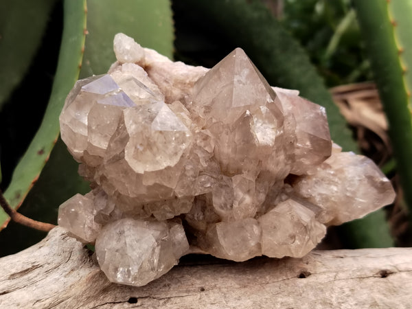 Natural Smokey Phantom Quartz Clusters x 2 From Luena, Congo