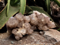 Natural Smokey Phantom Quartz Clusters x 2 From Luena, Congo