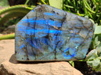 Polished Labradorite Standing Free Forms x 2 From Tulear, Madagascar - Toprock Gemstones and Minerals 