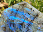 Polished Labradorite Standing Free Forms x 2 From Tulear, Madagascar - Toprock Gemstones and Minerals 