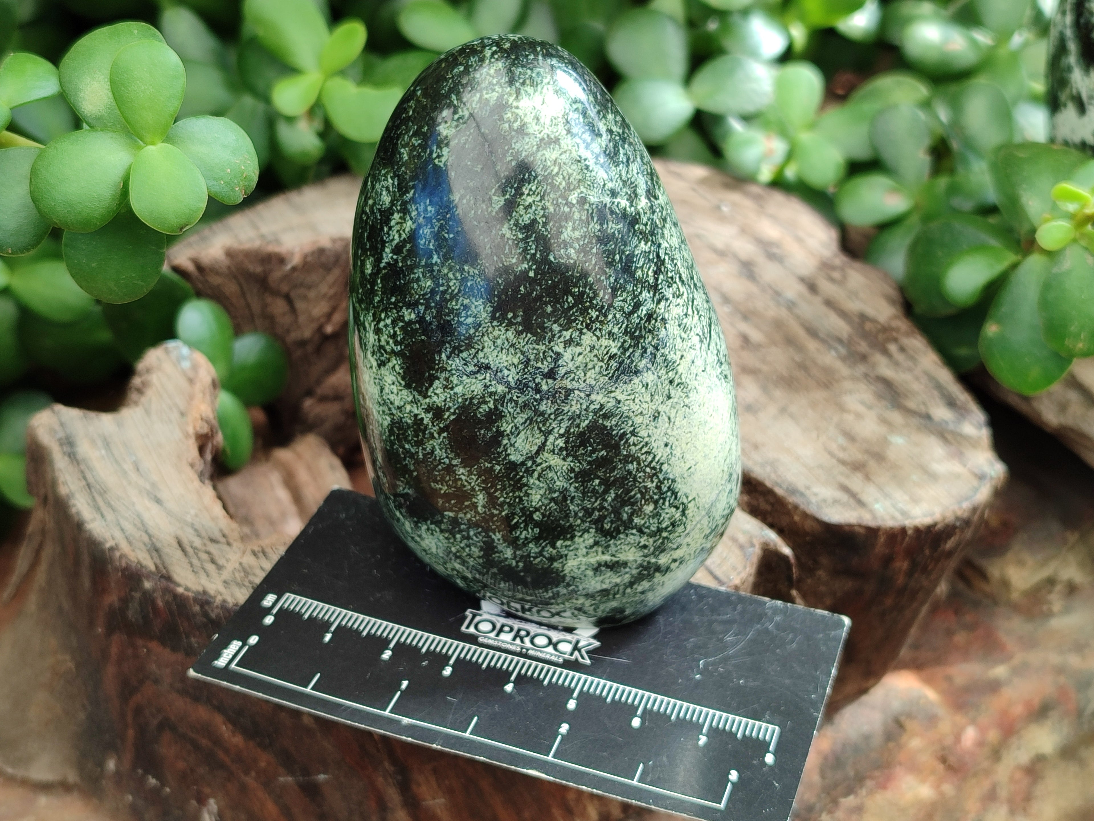 Polished Leopard Stone Standing Free Forms x 6 From Zimbabwe - Toprock Gemstones and Minerals 