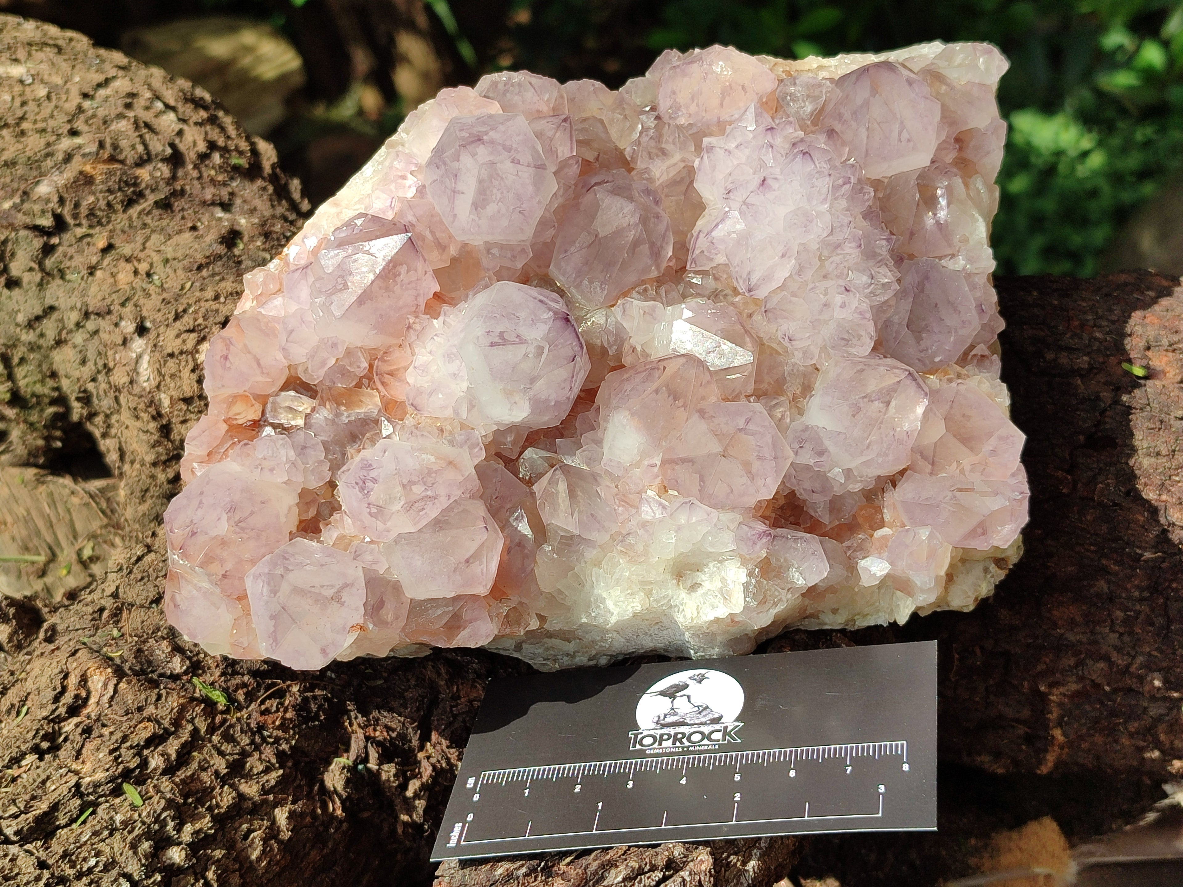 Natural Amethyst Spirit Quartz Cluster x 1 From Boekenhouthoek, South Africa - Toprock Gemstones and Minerals 