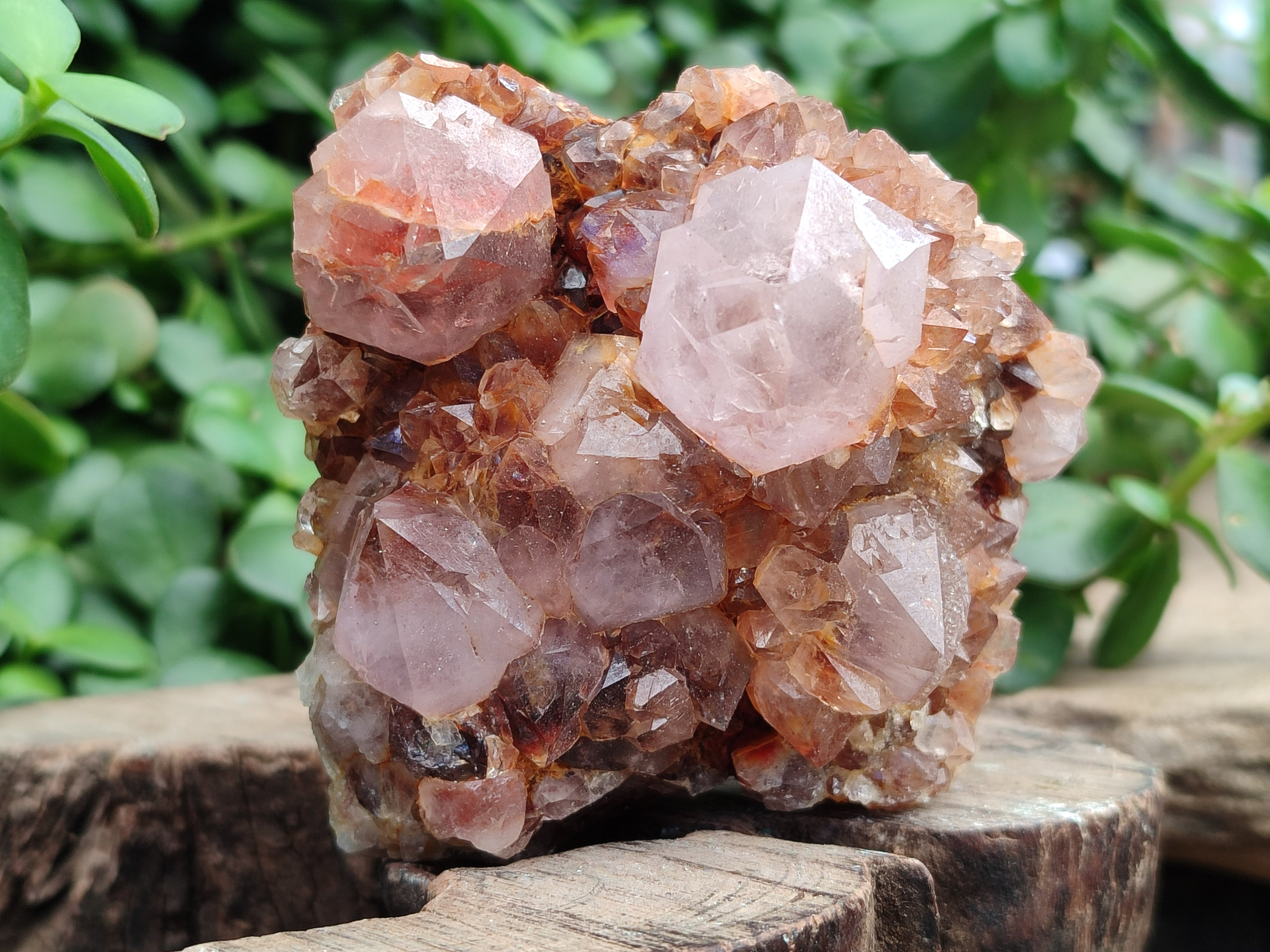 Natural Ametrine Spirit Quartz Clusters x 4 From Boekenhouthoek, South Africa - Toprock Gemstones and Minerals 