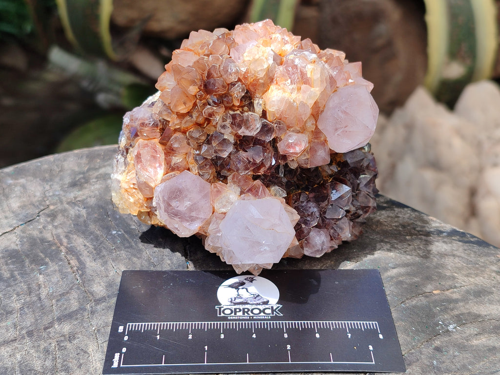 Natural Ametrine Spirit Quartz Clusters x 4 From Boekenhouthoek, South Africa - Toprock Gemstones and Minerals 