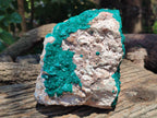 Natural Dioptase Cabinet Specimen x 1 From Likasi, Congo - Toprock Gemstones and Minerals 
