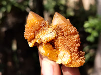 Natural Golden Solar Spirit Quartz Clusters x 12 From Boekenhouthoek, South Africa - Toprock Gemstones and Minerals 