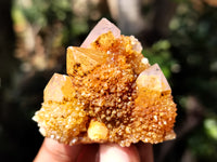Natural Golden Solar Spirit Quartz Clusters x 12 From Boekenhouthoek, South Africa - Toprock Gemstones and Minerals 