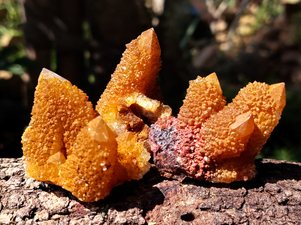 Natural Golden Solar Spirit Quartz Clusters x 12 From Boekenhouthoek, South Africa - Toprock Gemstones and Minerals 