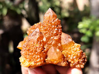 Natural Golden Solar Spirit Quartz Clusters x 12 From Boekenhouthoek, South Africa - Toprock Gemstones and Minerals 