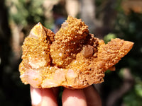 Natural Golden Solar Spirit Quartz Clusters x 12 From Boekenhouthoek, South Africa - Toprock Gemstones and Minerals 