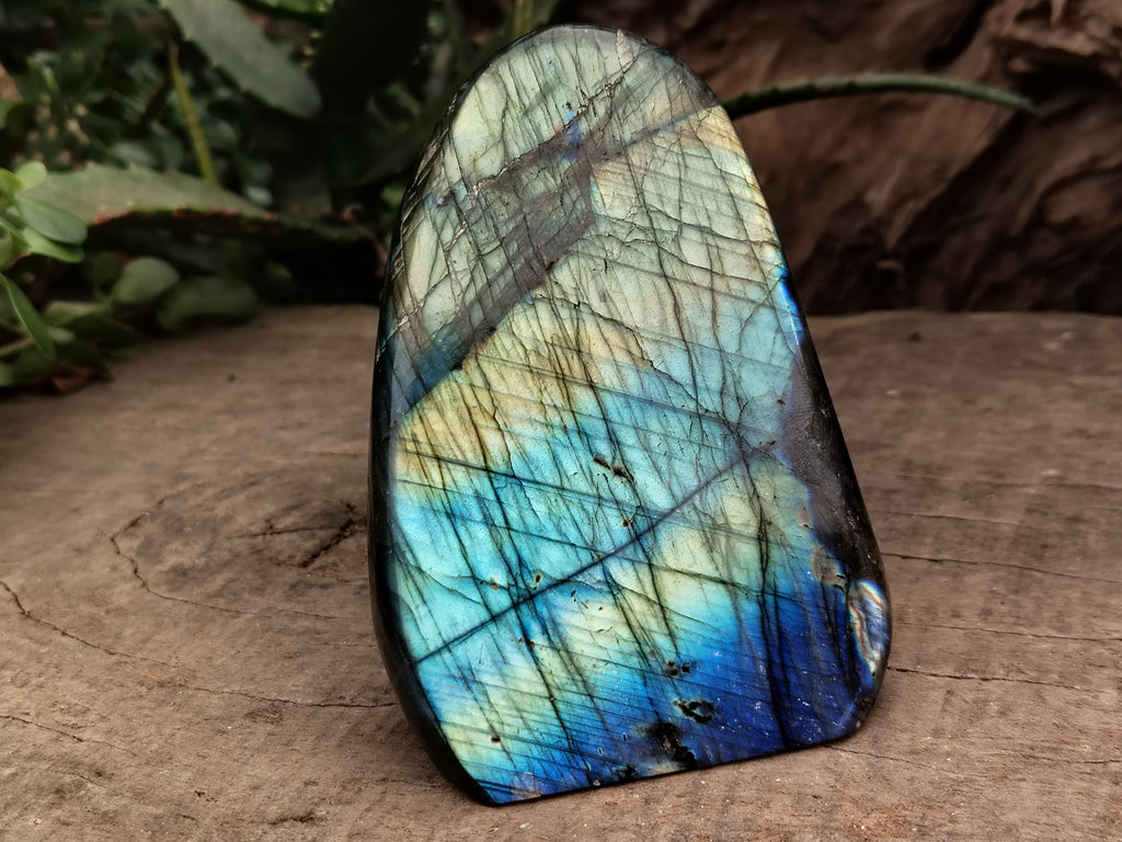 Polished Labradorite Standing Free Forms x 2 From Tulear, Madagascar - Toprock Gemstones and Minerals 