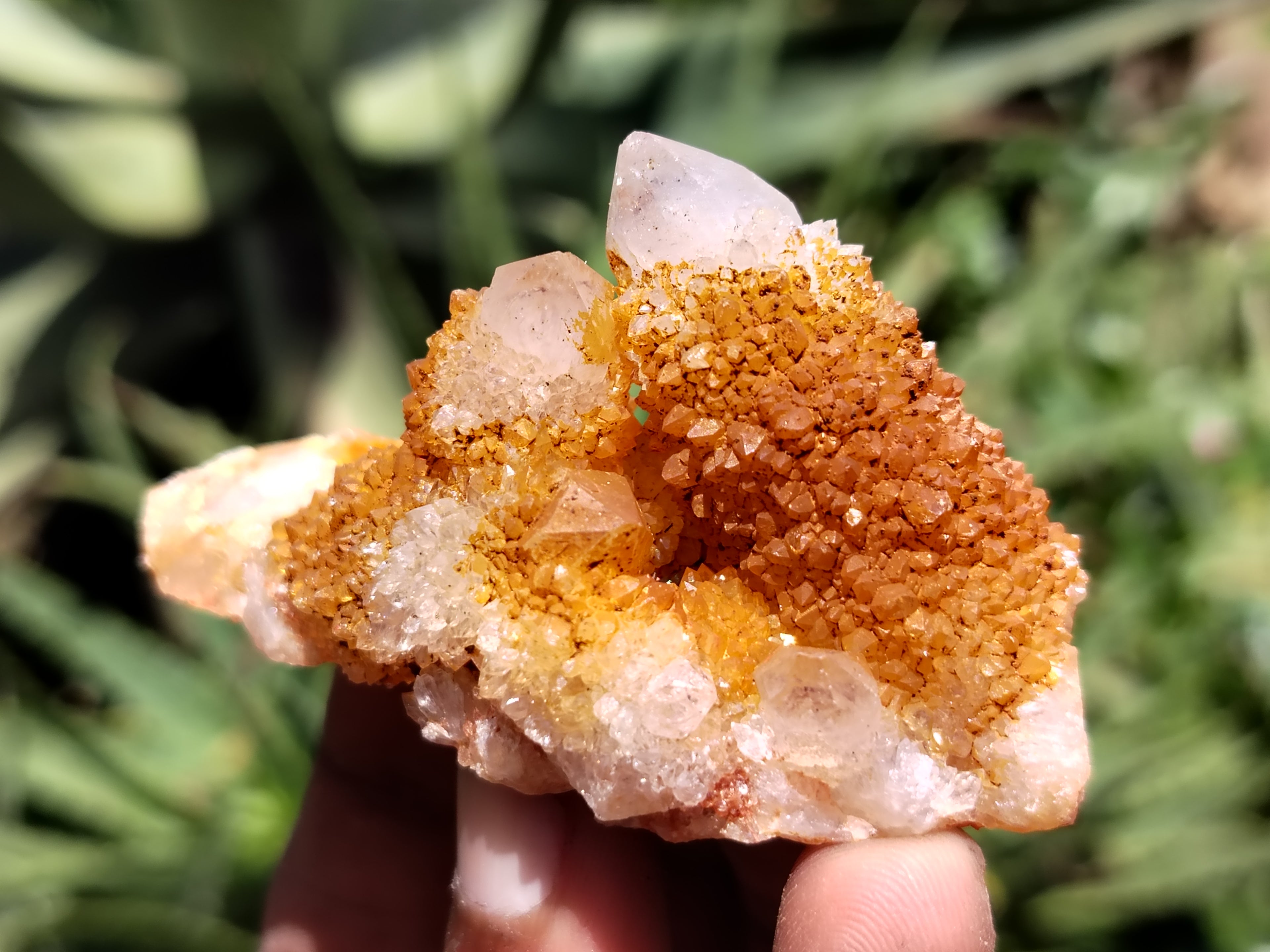 Natural Golden Solar Spirit Quartz Clusters x 20 From Boekenhouthoek, South Africa - Toprock Gemstones and Minerals 