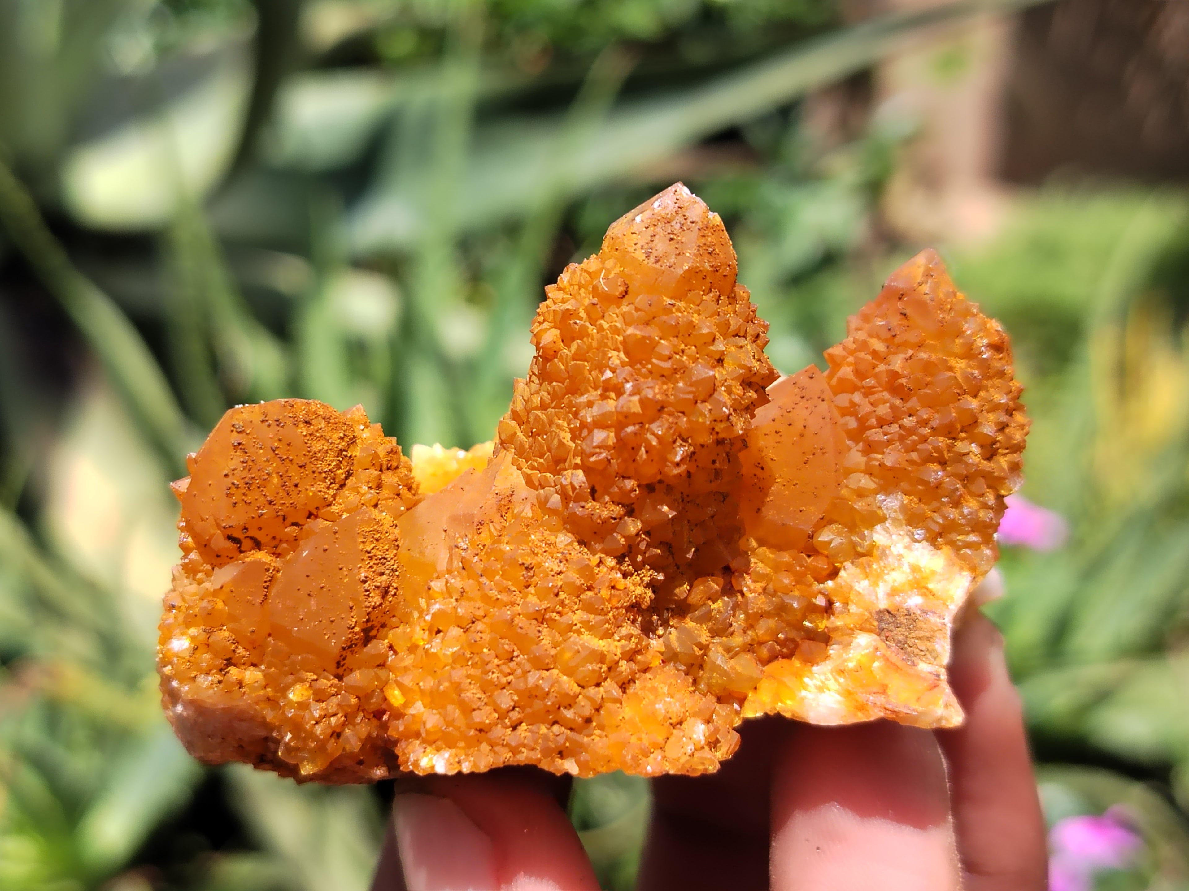 Natural Golden Solar Spirit Quartz Clusters x 20 From Boekenhouthoek, South Africa - Toprock Gemstones and Minerals 