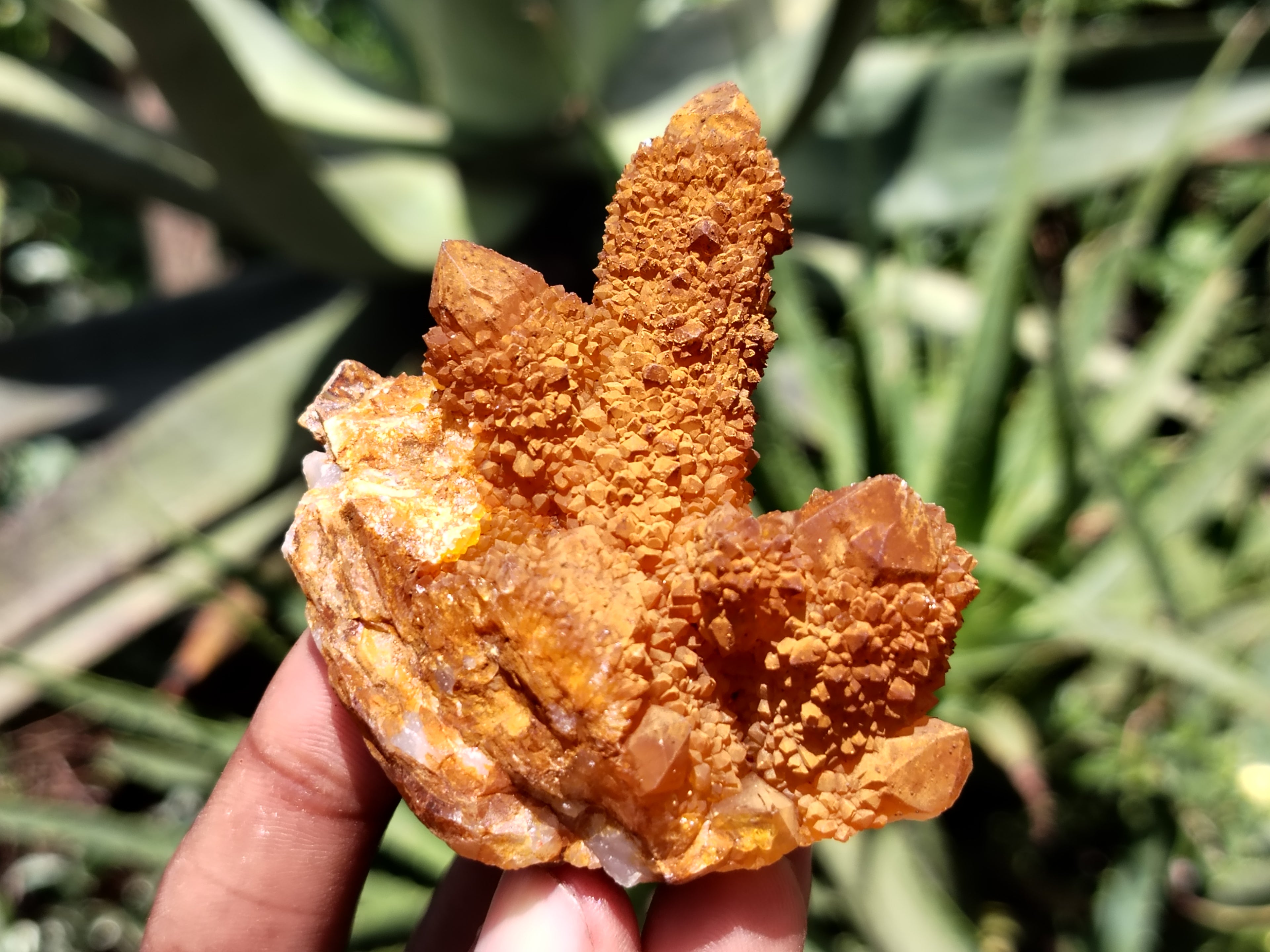 Natural Golden Solar Spirit Quartz Clusters x 20 From Boekenhouthoek, South Africa - Toprock Gemstones and Minerals 