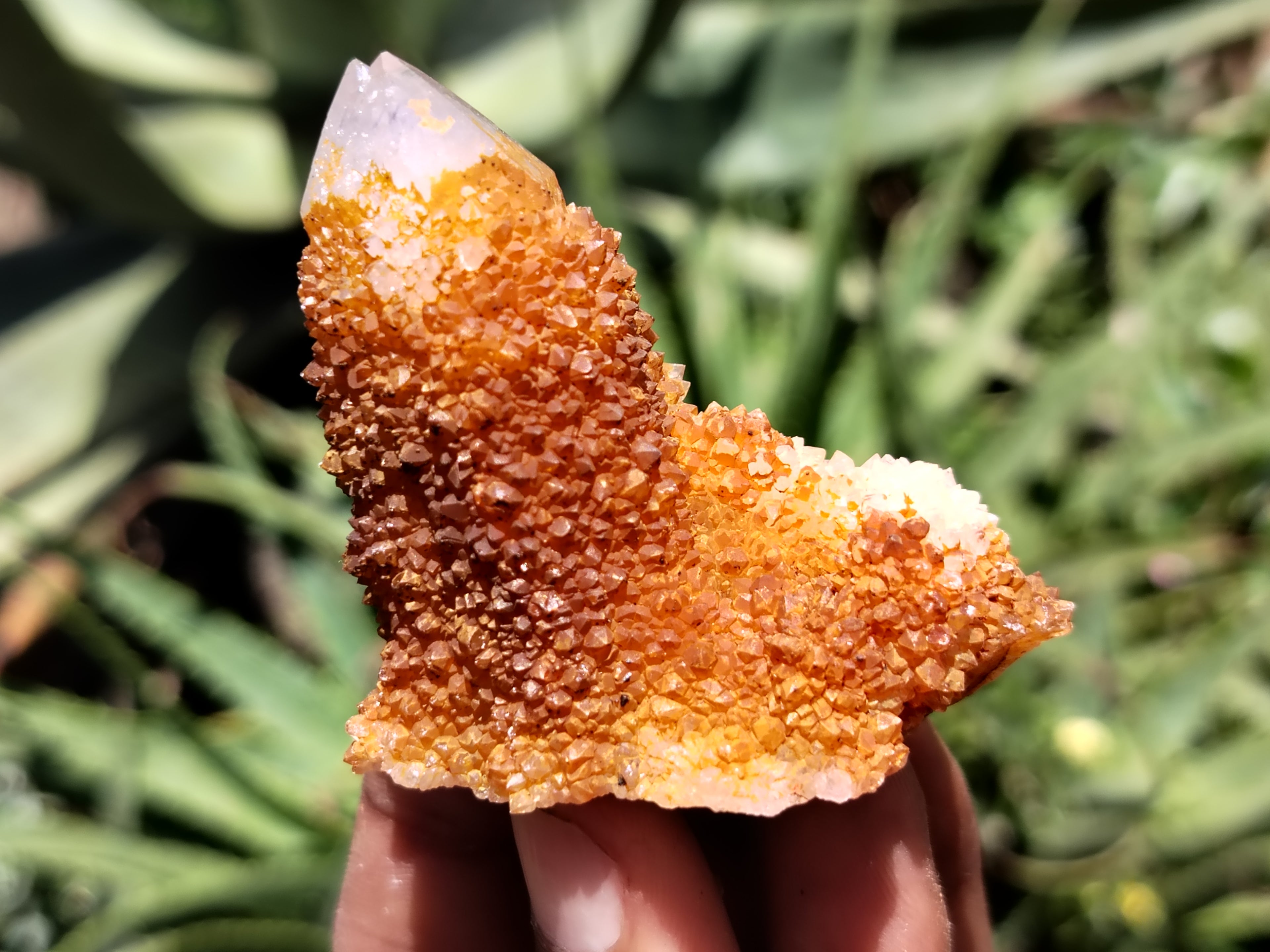 Natural Golden Solar Spirit Quartz Clusters x 20 From Boekenhouthoek, South Africa - Toprock Gemstones and Minerals 