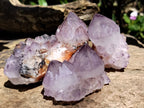 Natural Amethyst Spirit Quartz Clusters x 12 From Boekenhouthoek, South Africa - Toprock Gemstones and Minerals 