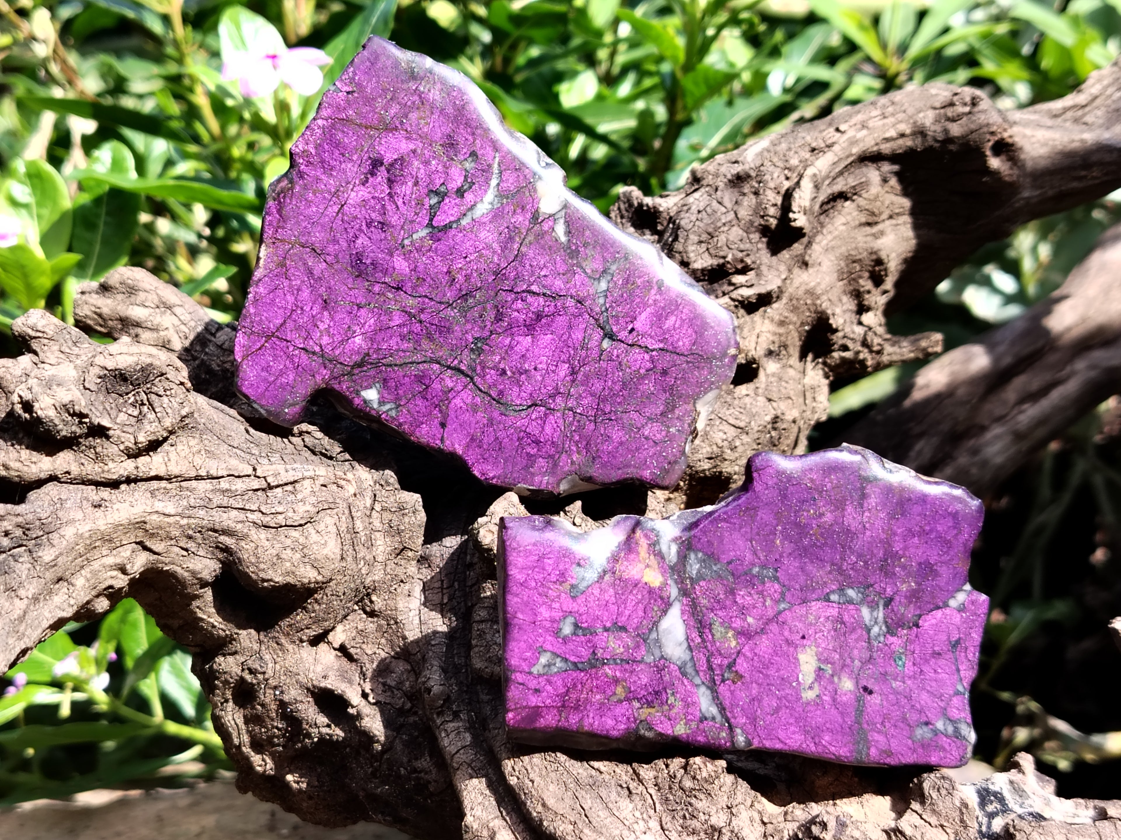 Polished On One Side Purpurite Specimens x 6 From Namibia - Toprock Gemstones and Minerals 