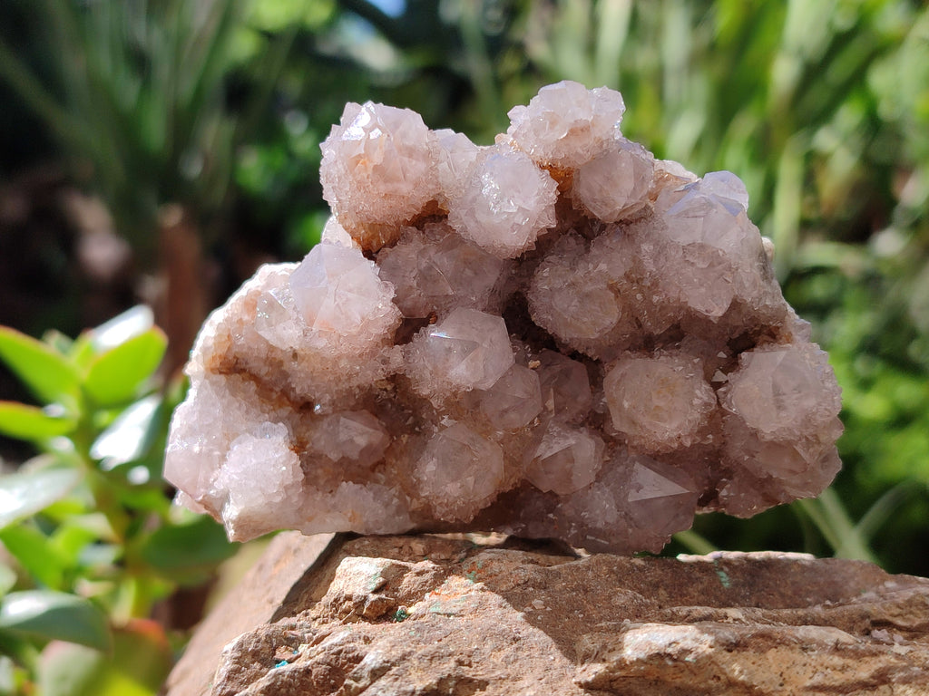 Natural Amethyst Spirit Quartz Clusters x 6 From Boekenhouthoek, South Africa - Toprock Gemstones and Minerals 