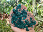 Natural Rare Dioptase Cabinet Specimen x 1 From Congo - Toprock Gemstones and Minerals 