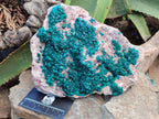 Natural Rare Dioptase Cabinet Specimen x 1 From Congo - Toprock Gemstones and Minerals 