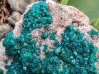 Natural Rare Dioptase Cabinet Specimen x 1 From Congo - Toprock Gemstones and Minerals 