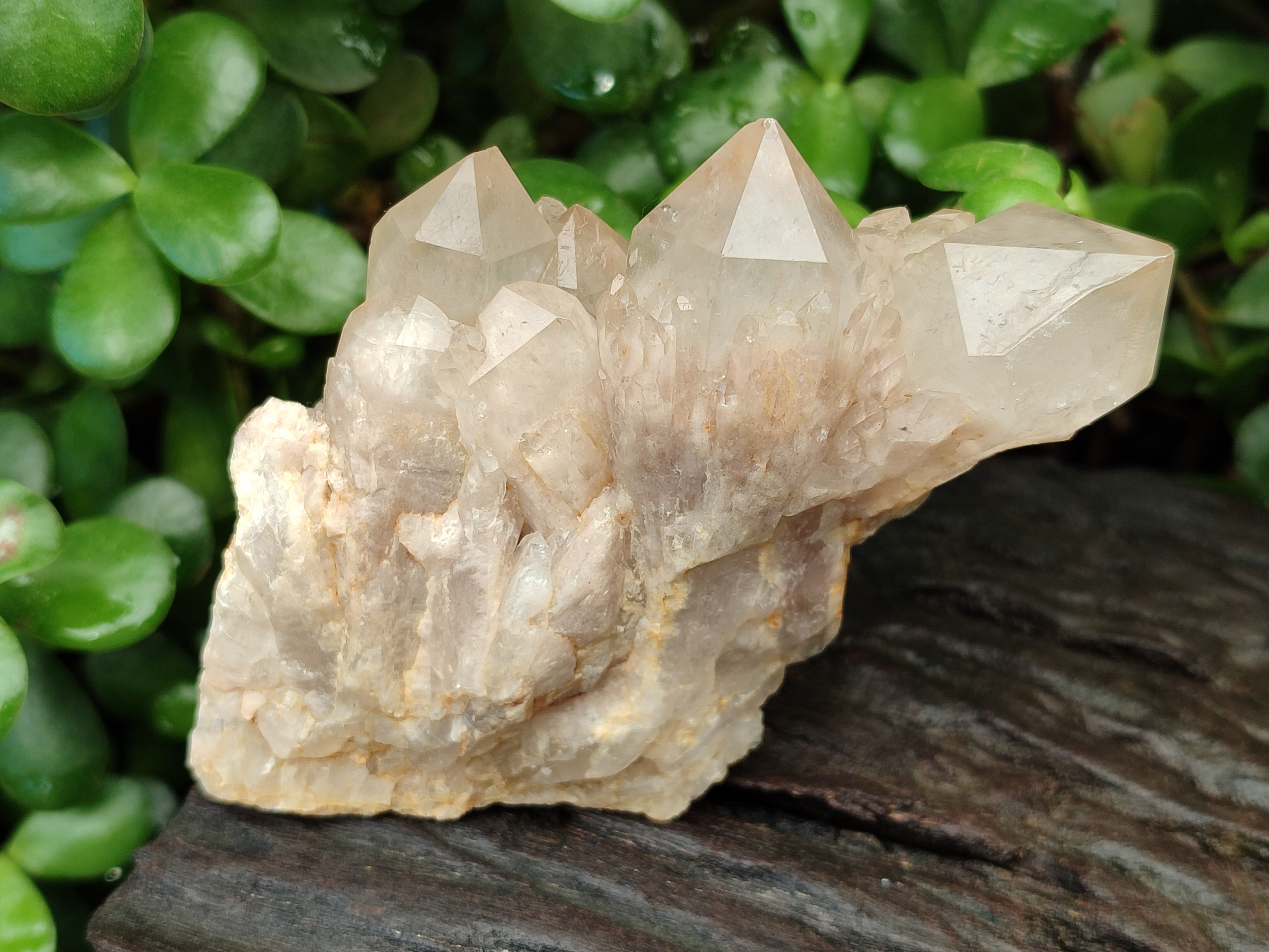 Natural Smokey Phantom Quartz Clusters x 6 From Luena, Congo - Toprock Gemstones and Minerals 
