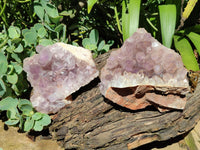 Natural Jacaranda Amethyst Quartz Clusters x 2 From Mumbwa, Zambia