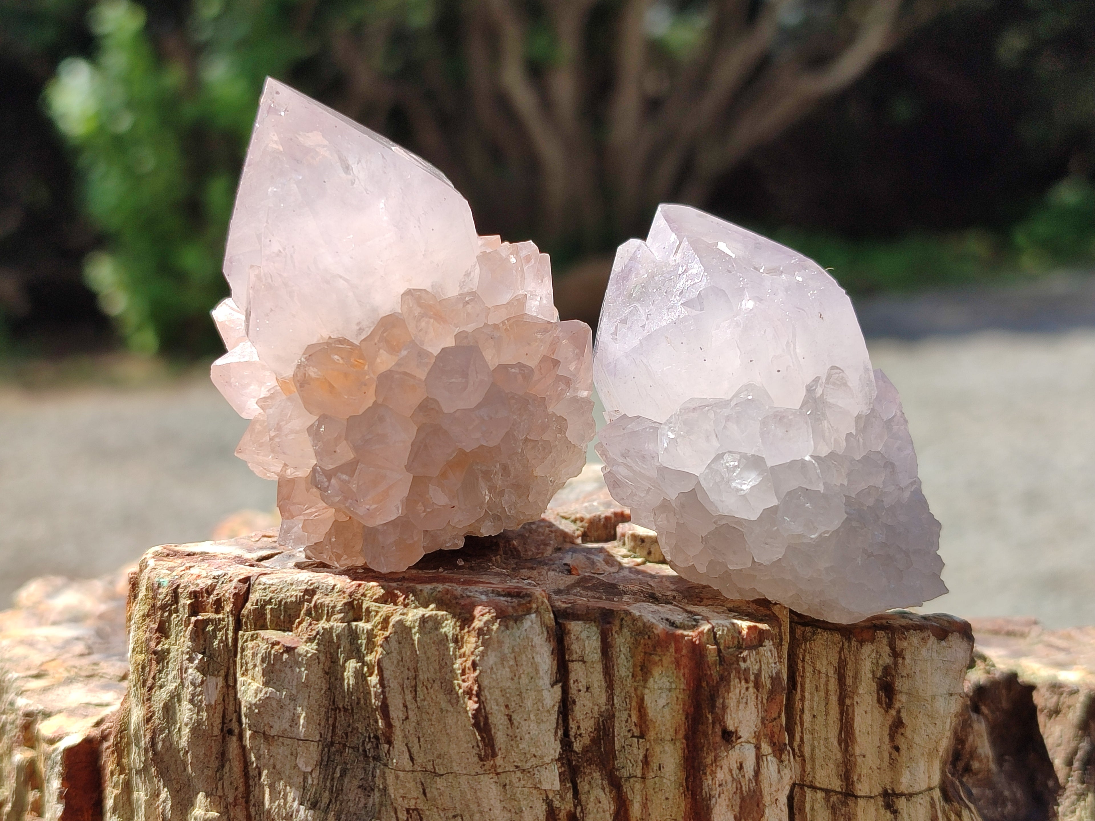 Natural Amethyst Spirit Quartz Clusters x 12 From Boekenhouthoek, South Africa - Toprock Gemstones and Minerals 