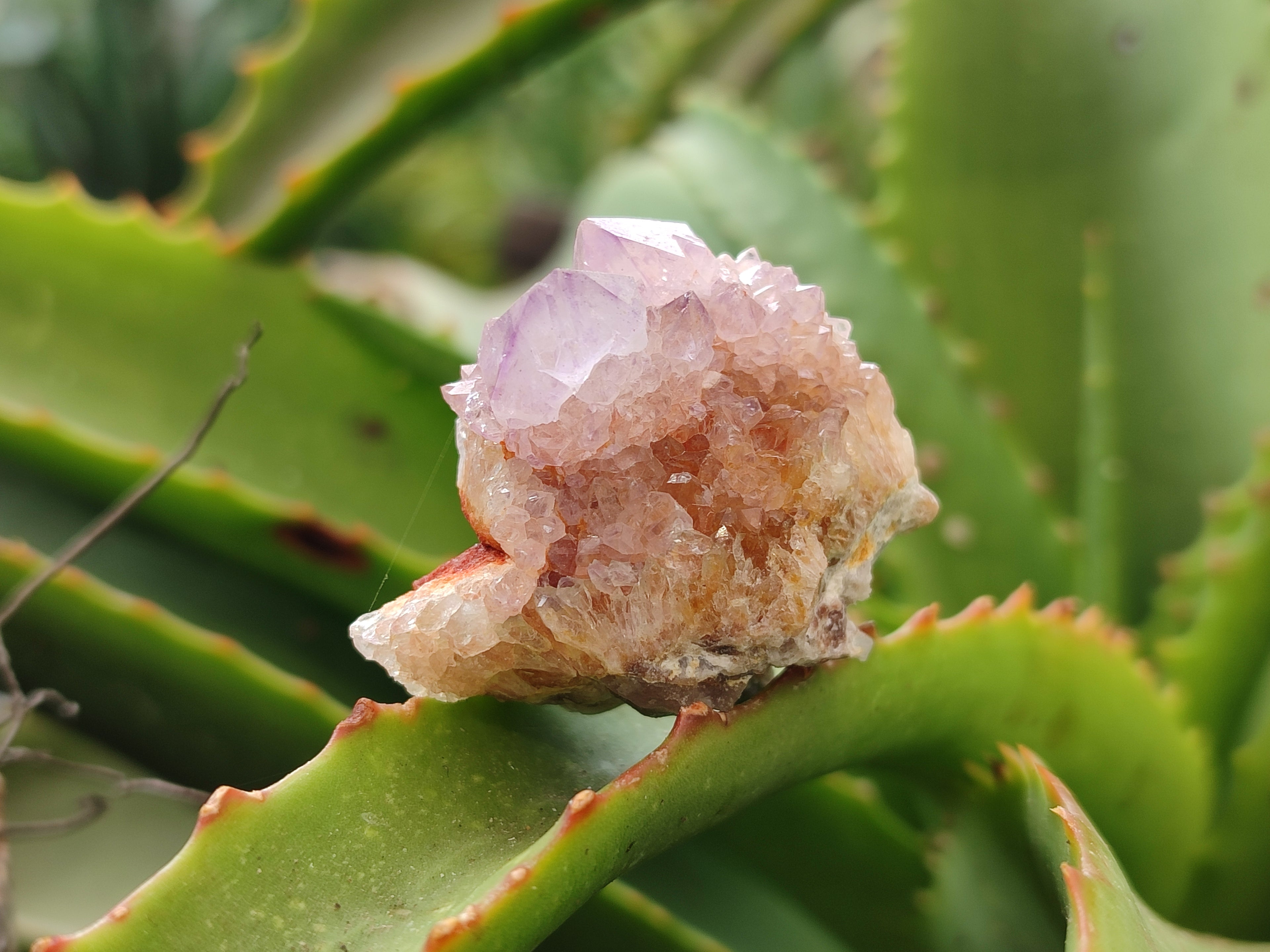 Natural Amethyst Spirit Quartz Clusters x 28 From Boekenhouthoek, South Africa - Toprock Gemstones and Minerals 