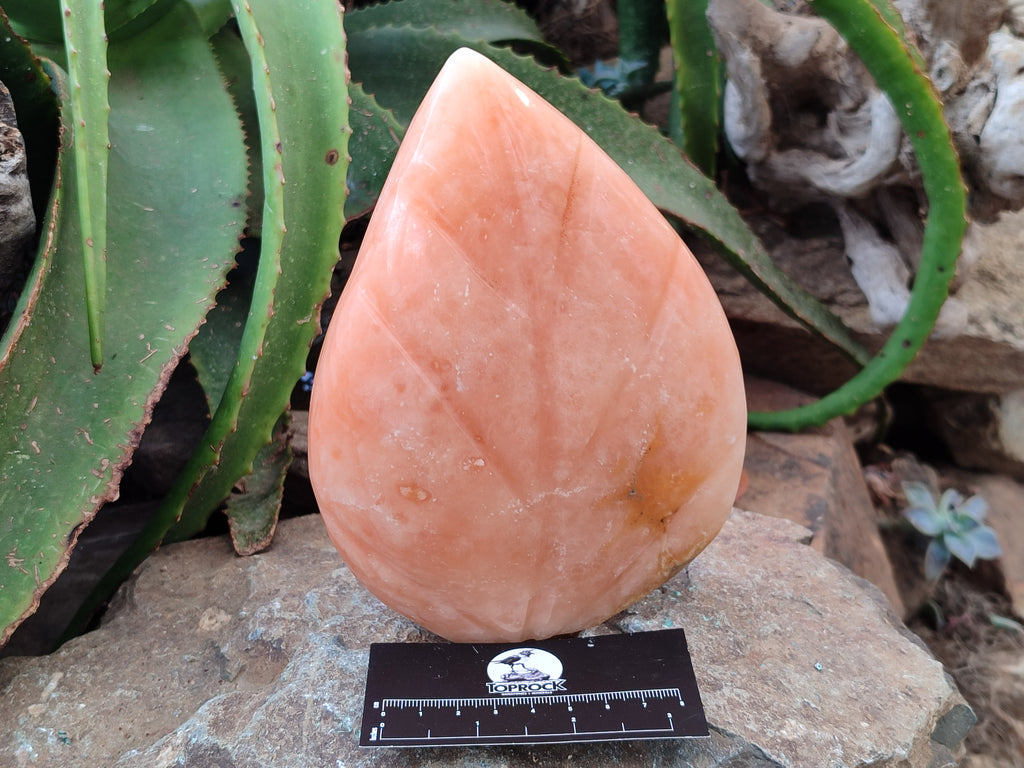 Polished Orange Twist Calcite Leaf Carving Standing Free Forms x 2 From Madagascar - Toprock Gemstones and Minerals 