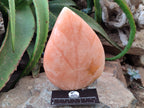Polished Orange Twist Calcite Leaf Carving Standing Free Forms x 2 From Madagascar - Toprock Gemstones and Minerals 