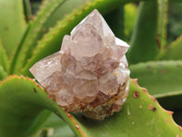 Natural Smokey Amethyst Spirit Quartz Clusters x 12 From Boekenhouthoek, South Africa - Toprock Gemstones and Minerals 