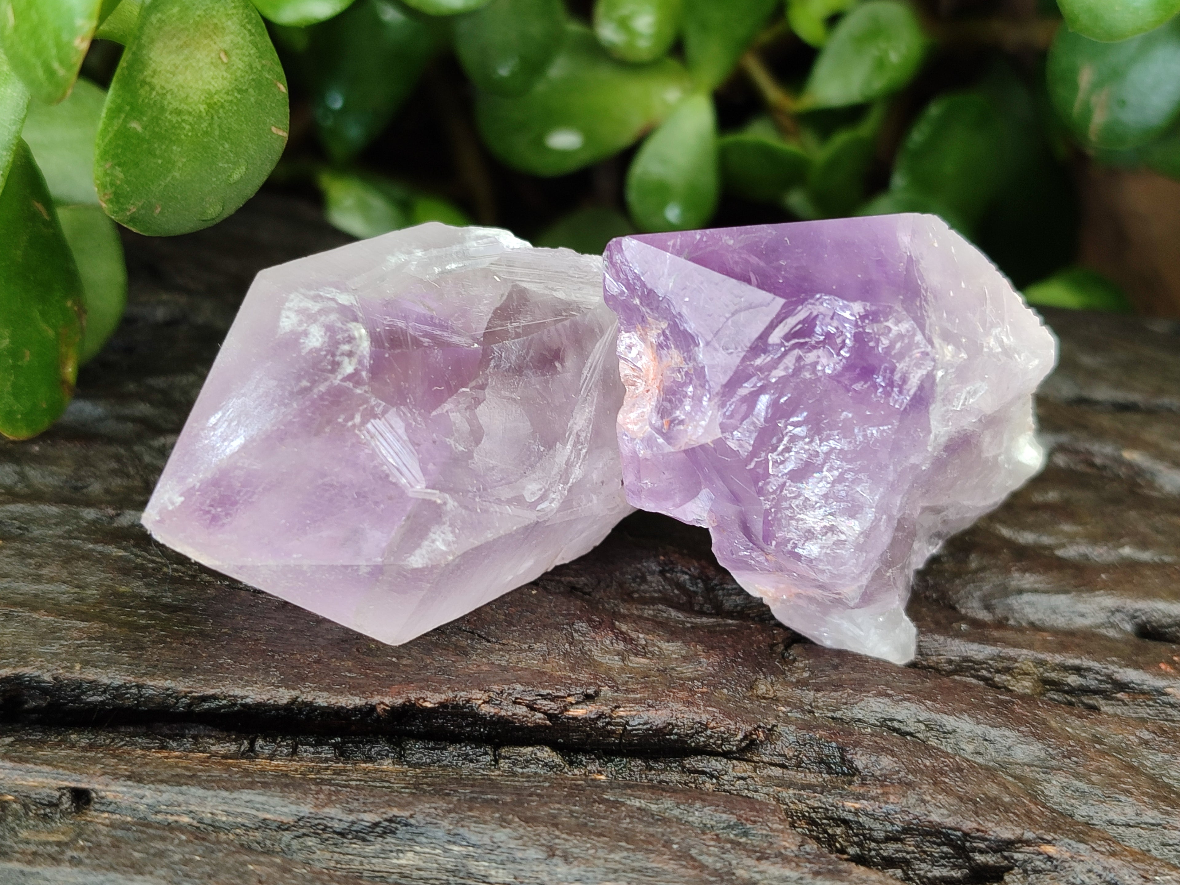 Natural Jacaranda Amethyst Quartz Crystals x 24 From Mumbwa, Zambia - Toprock Gemstones and Minerals 