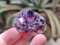 Natural Dark Purple Amethyst Spirit Quartz Clusters x 70 From Boekenhouthoek, South Africa - Toprock Gemstones and Minerals 