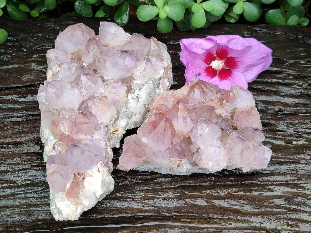 Natural Amethyst Spirit Quartz Clusters x 2 From Boekenhouthoek, South Africa - Toprock Gemstones and Minerals 