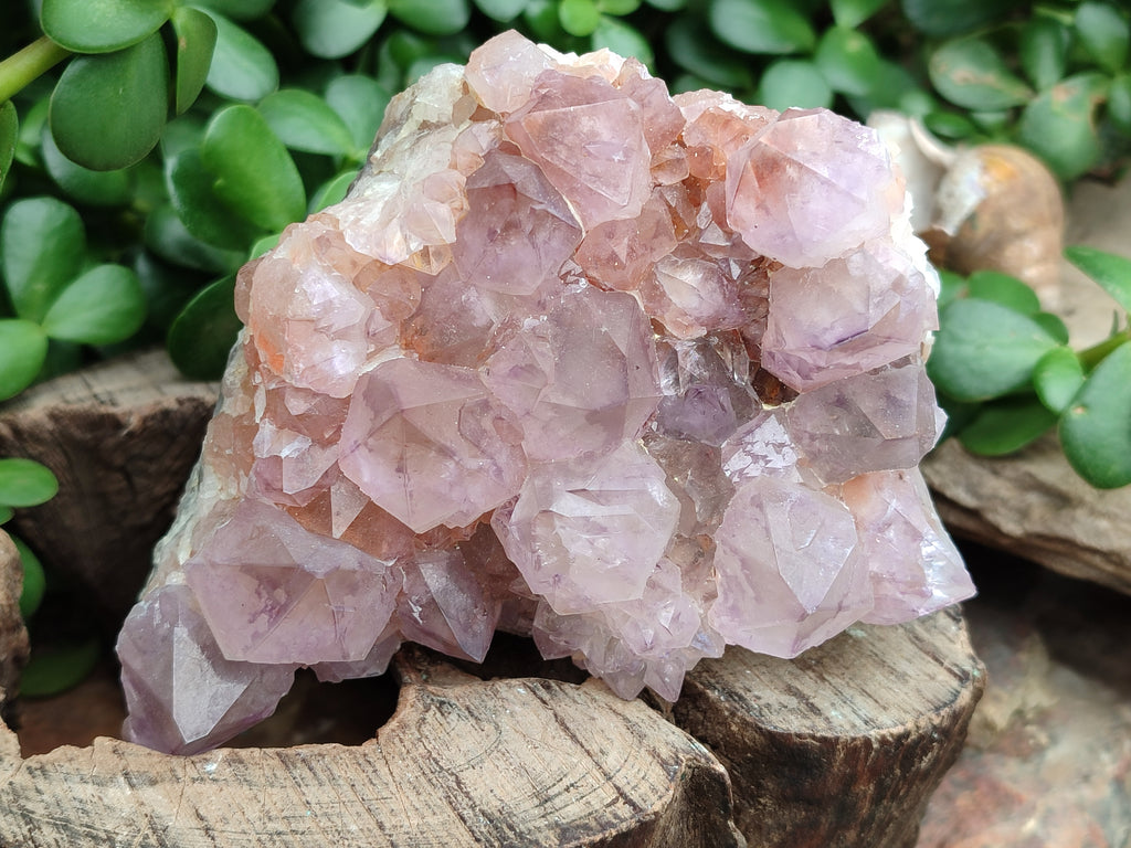 Natural Amethyst Spirit Quartz Clusters x 2 From Boekenhouthoek, South Africa - Toprock Gemstones and Minerals 