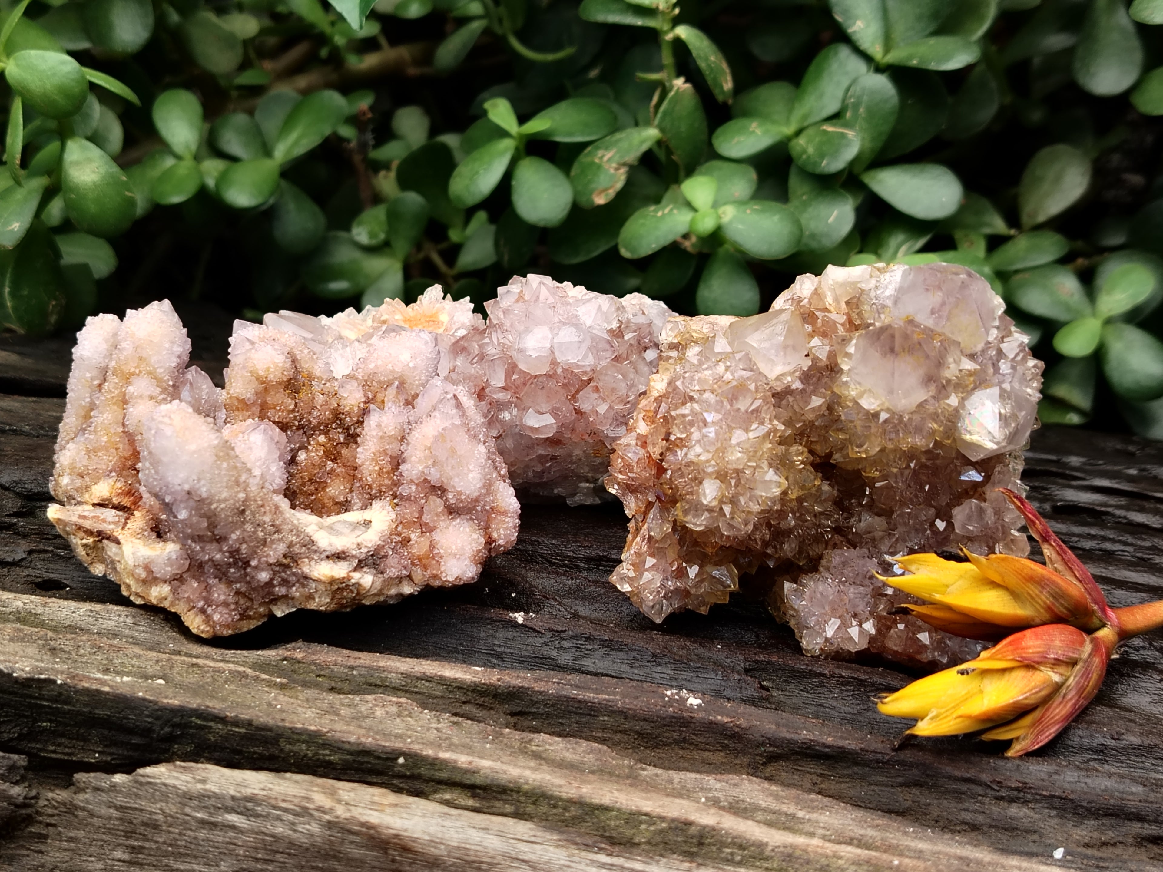Natural Ametrine Spirit Quartz Clusters x 6 From Boekenhouthoek, South Africa - Toprock Gemstones and Minerals 