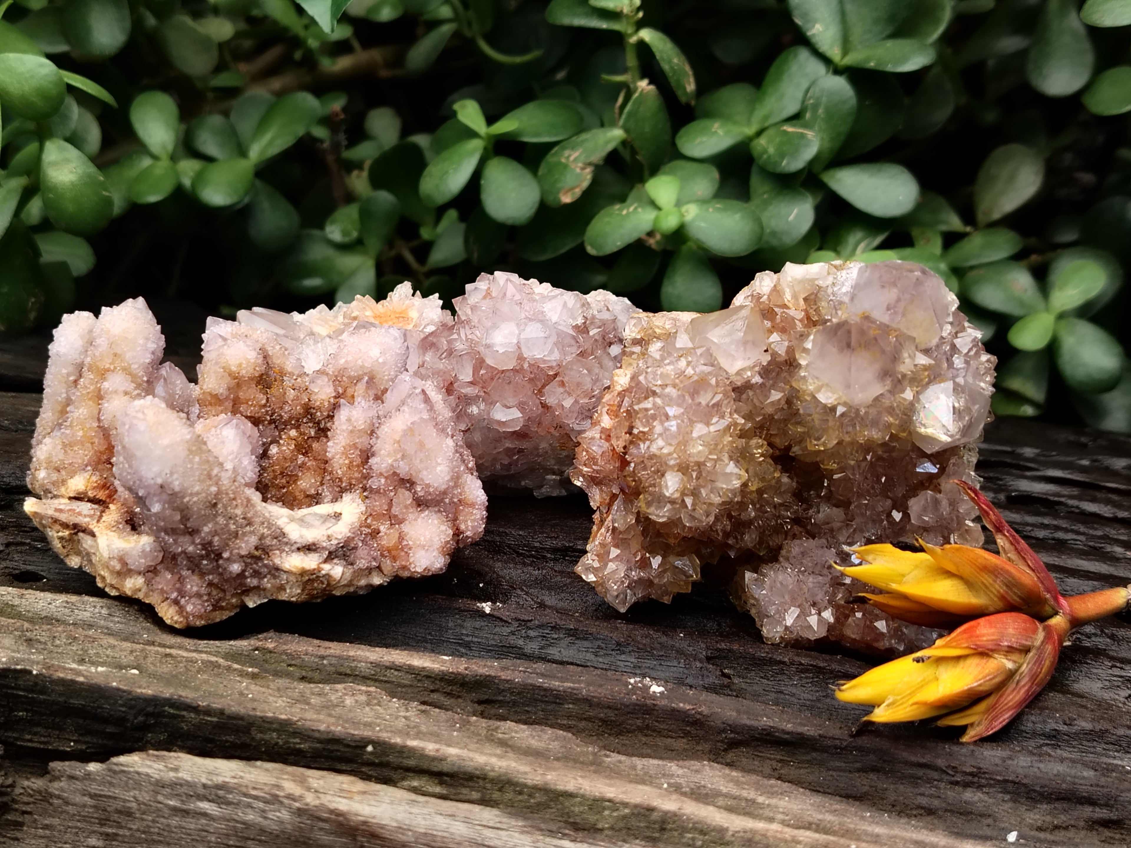 Natural Ametrine Spirit Quartz Clusters x 6 From Boekenhouthoek, South Africa - Toprock Gemstones and Minerals 