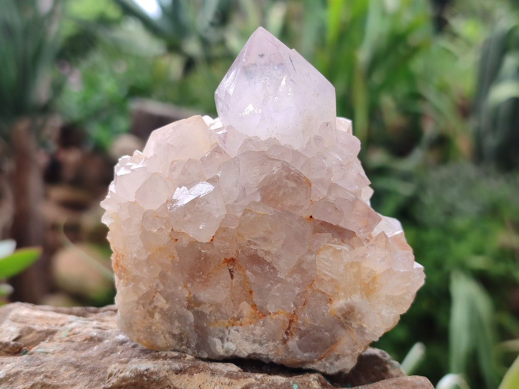 Natural Amethyst Spirit Quartz Clusters x 12 From Boekenhouthoek, South Africa - Toprock Gemstones and Minerals 