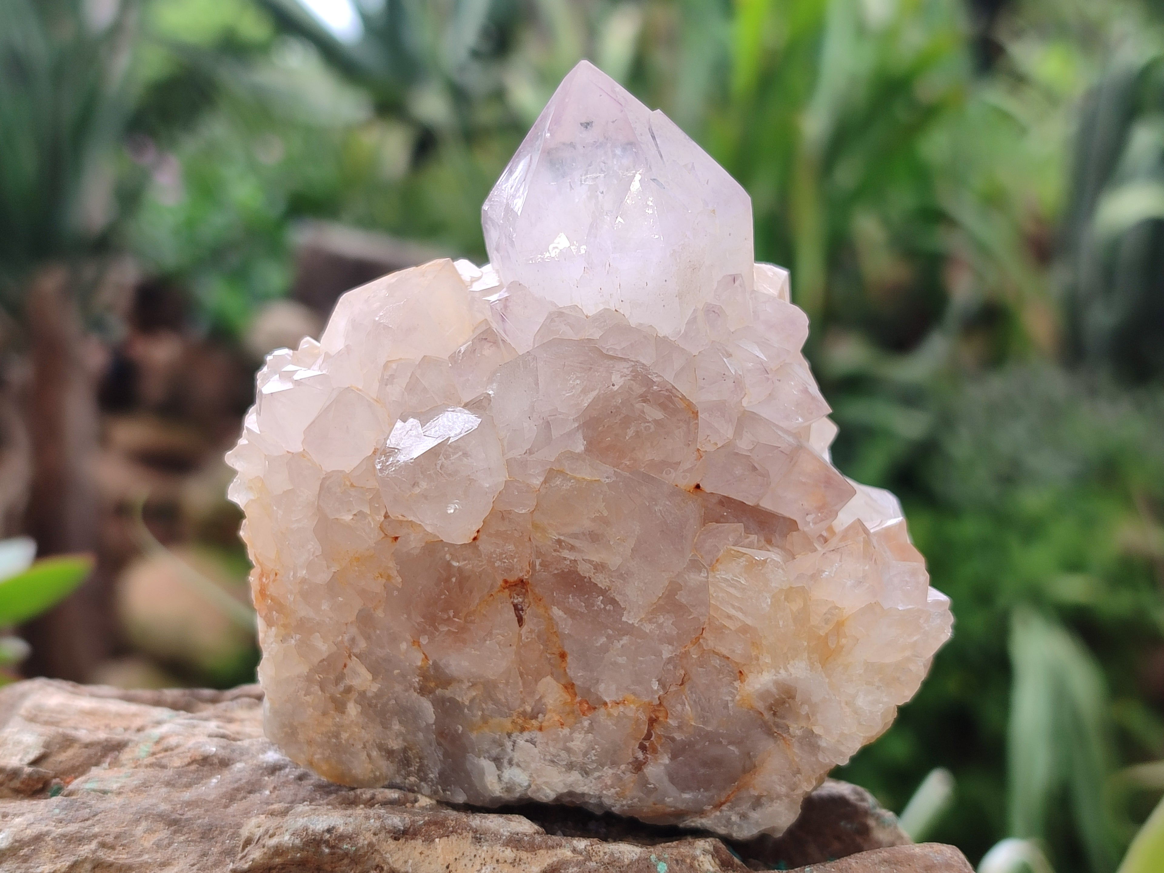 Natural Amethyst Spirit Quartz Clusters x 12 From Boekenhouthoek, South Africa - Toprock Gemstones and Minerals 