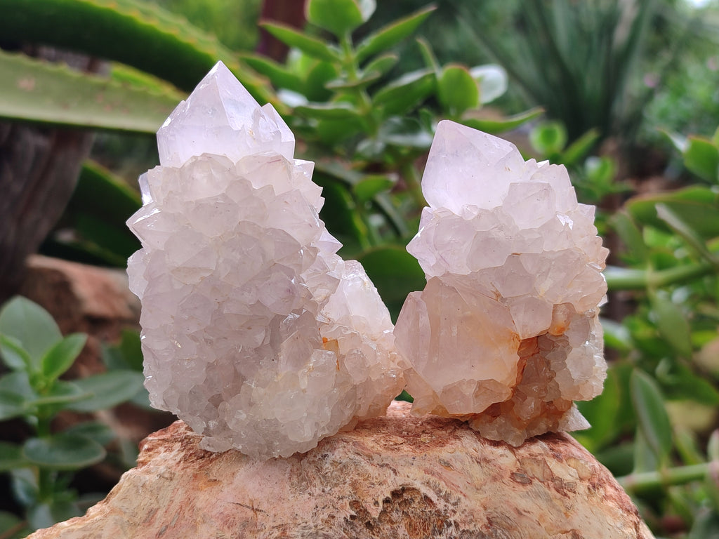 Natural Amethyst Spirit Quartz Clusters x 12 From Boekenhouthoek, South Africa - Toprock Gemstones and Minerals 