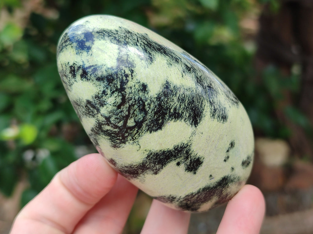 Polished Leopard Stone Free Forms x 6 From Zimbabwe - Toprock Gemstones and Minerals 