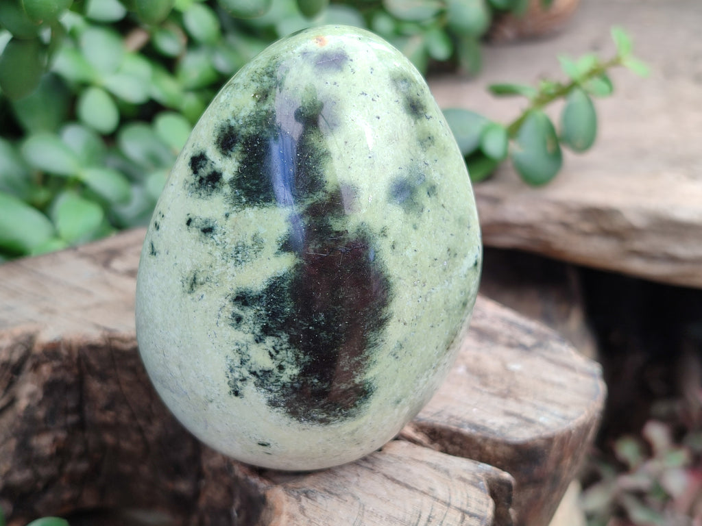 Polished Leopard Stone Free Forms x 6 From Zimbabwe - Toprock Gemstones and Minerals 